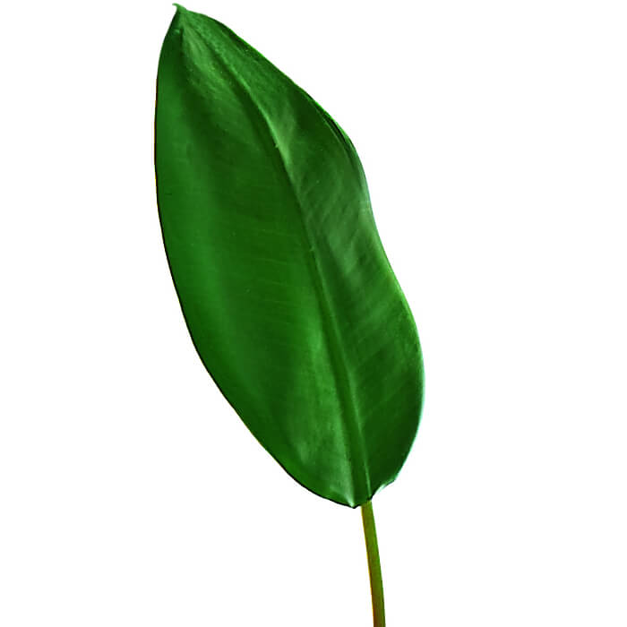 Ficus Blatt aus grünem Kunststoff