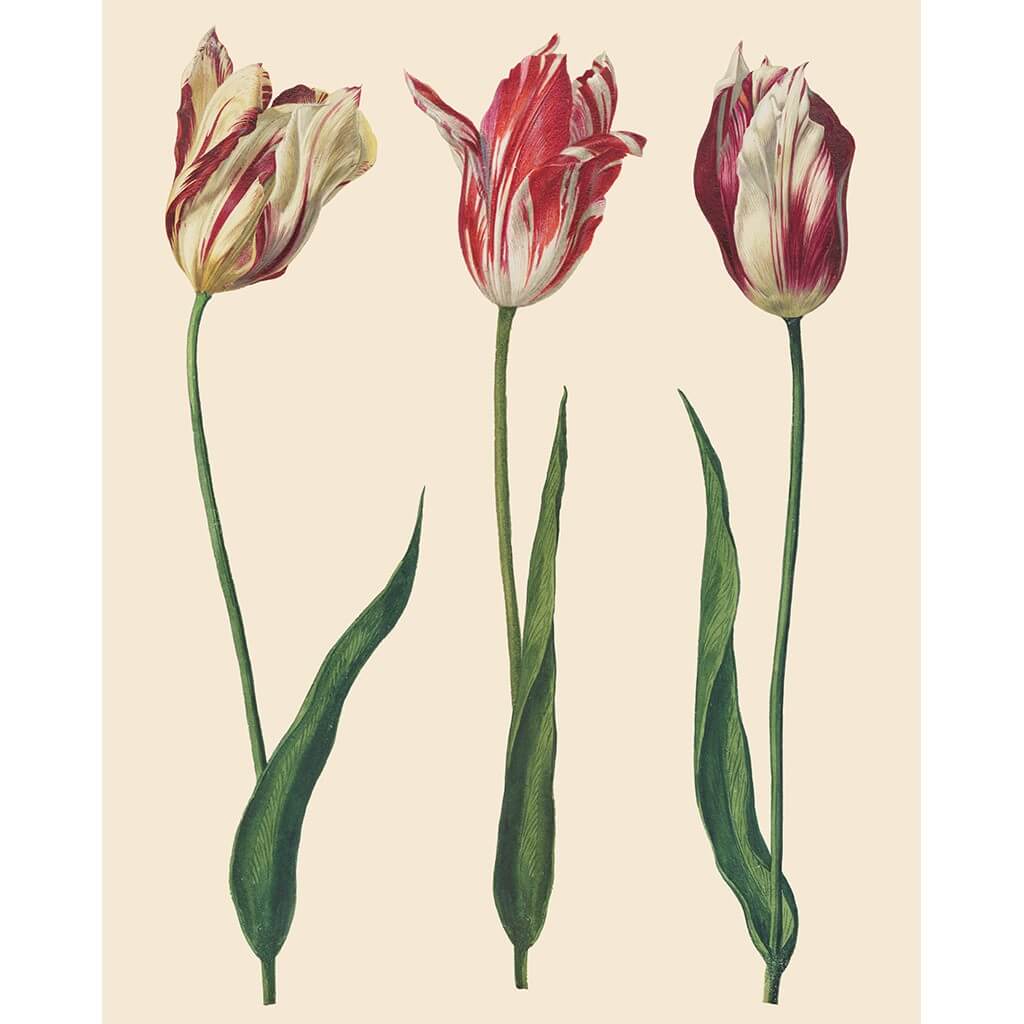 RHS Decoupage Papier Tulips