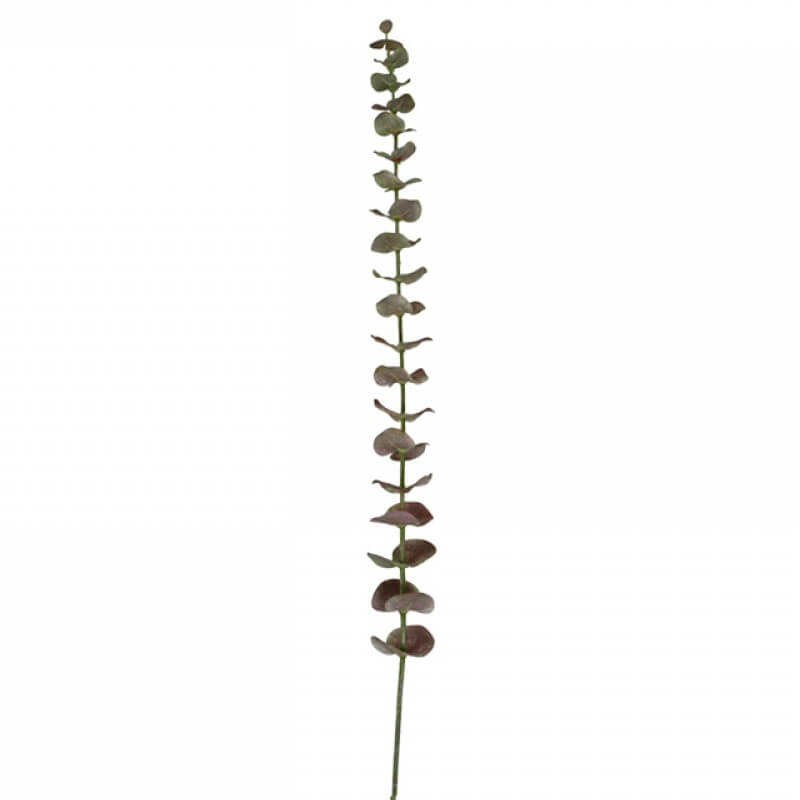 Zweig Fleur Eukalyptus